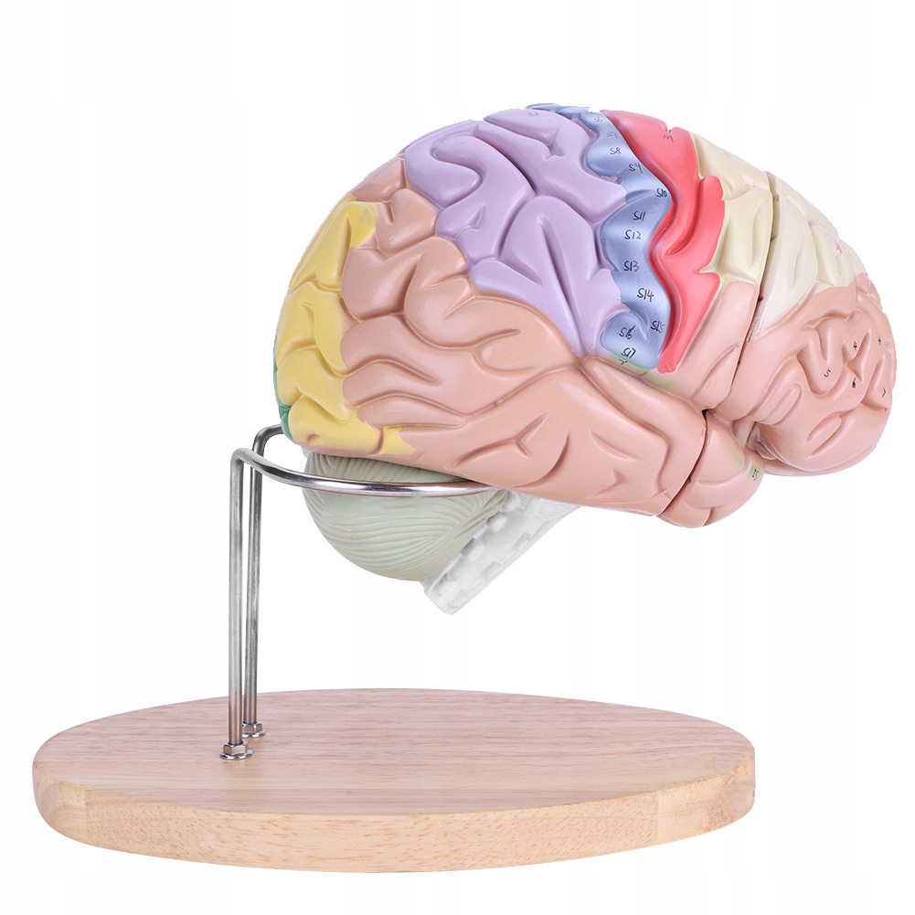 1:2 Medyczny Anatomiczny Model Mózgu