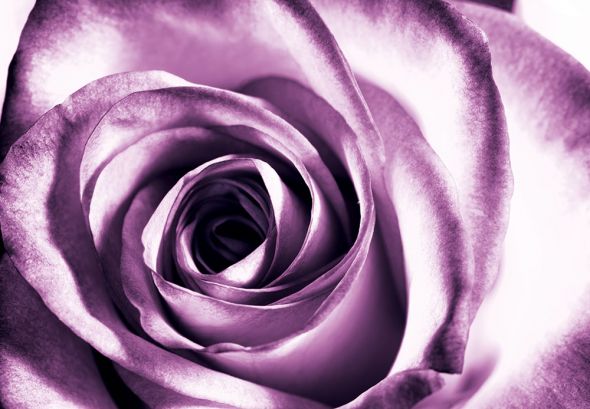 

Purpurowa róża - fototapeta 366x254 cm