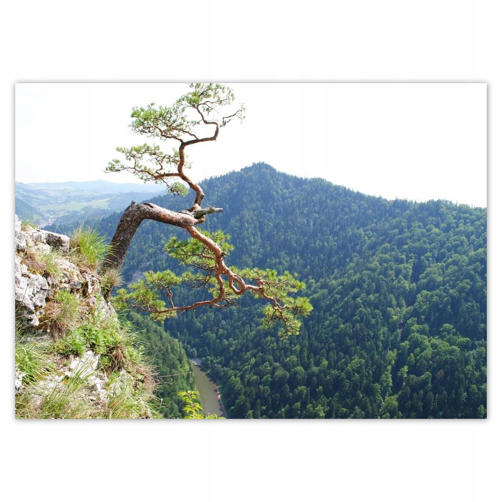 

Naklejki 70x50 Samotne drzewo