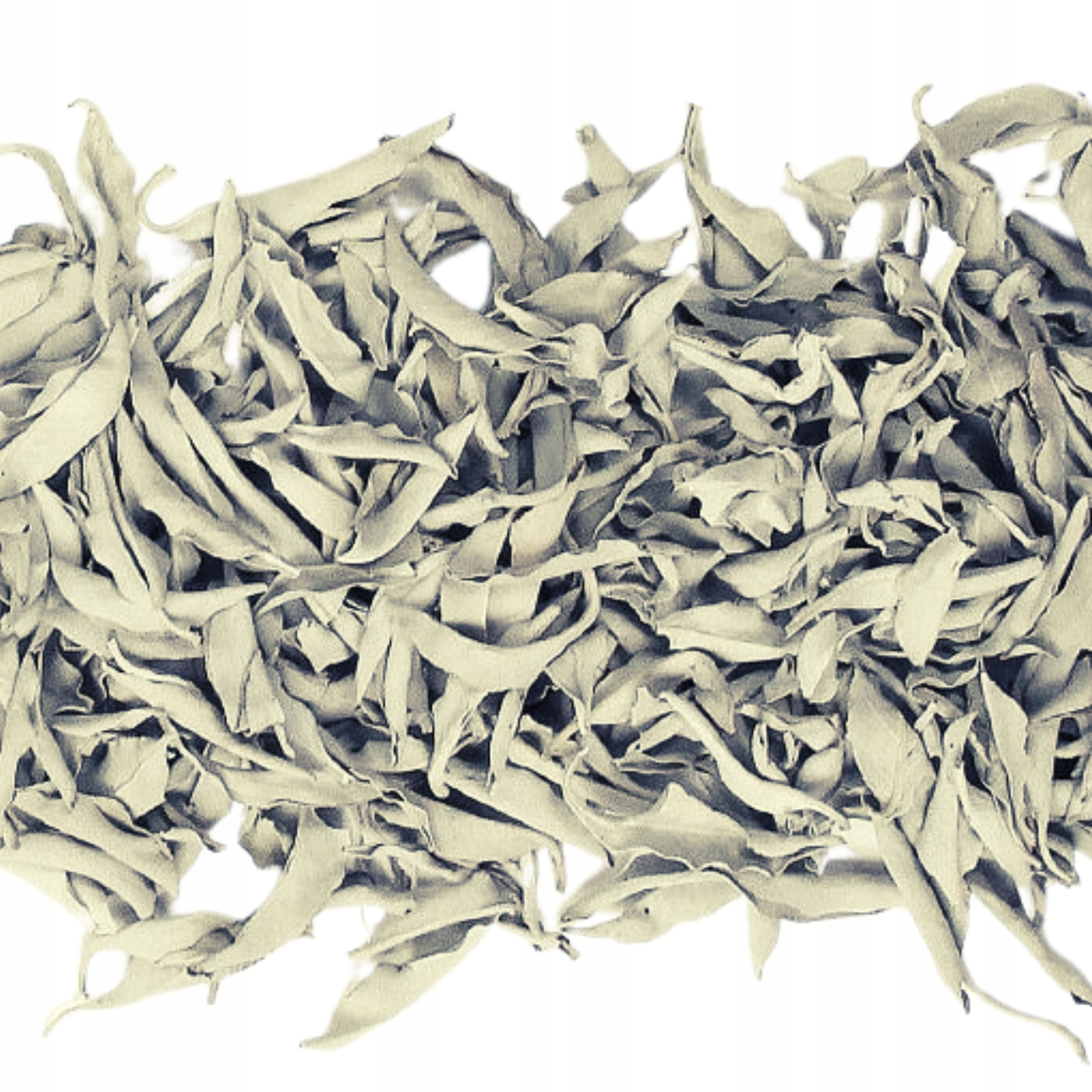 BIAŁA SZAŁWIA SALVIA APIANA LUZEM 100G XXL KLASA I