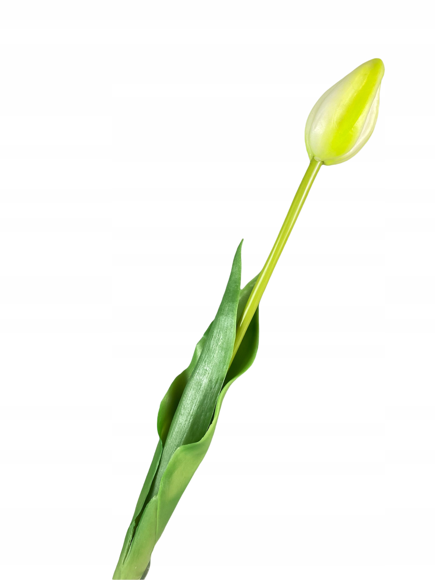 

Tulipan Gumowany Tulipany jak Żywe Kwiaty Zielony