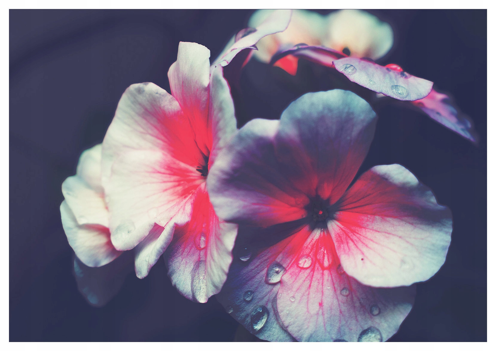 Vliesová fototapeta Květiny s Rosou na tmavém pozadí Elegance 350x250 lepidlo