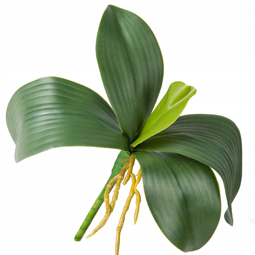 

Liście Do Storczyka Liść Jak Żywy Z Korzeniami