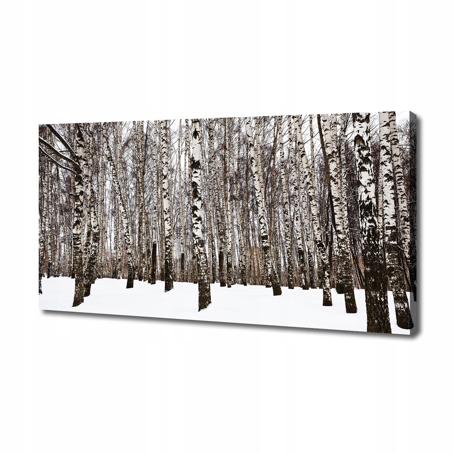 

Foto obraz canvas na ścianę Brzozy zimą 140x70 cm