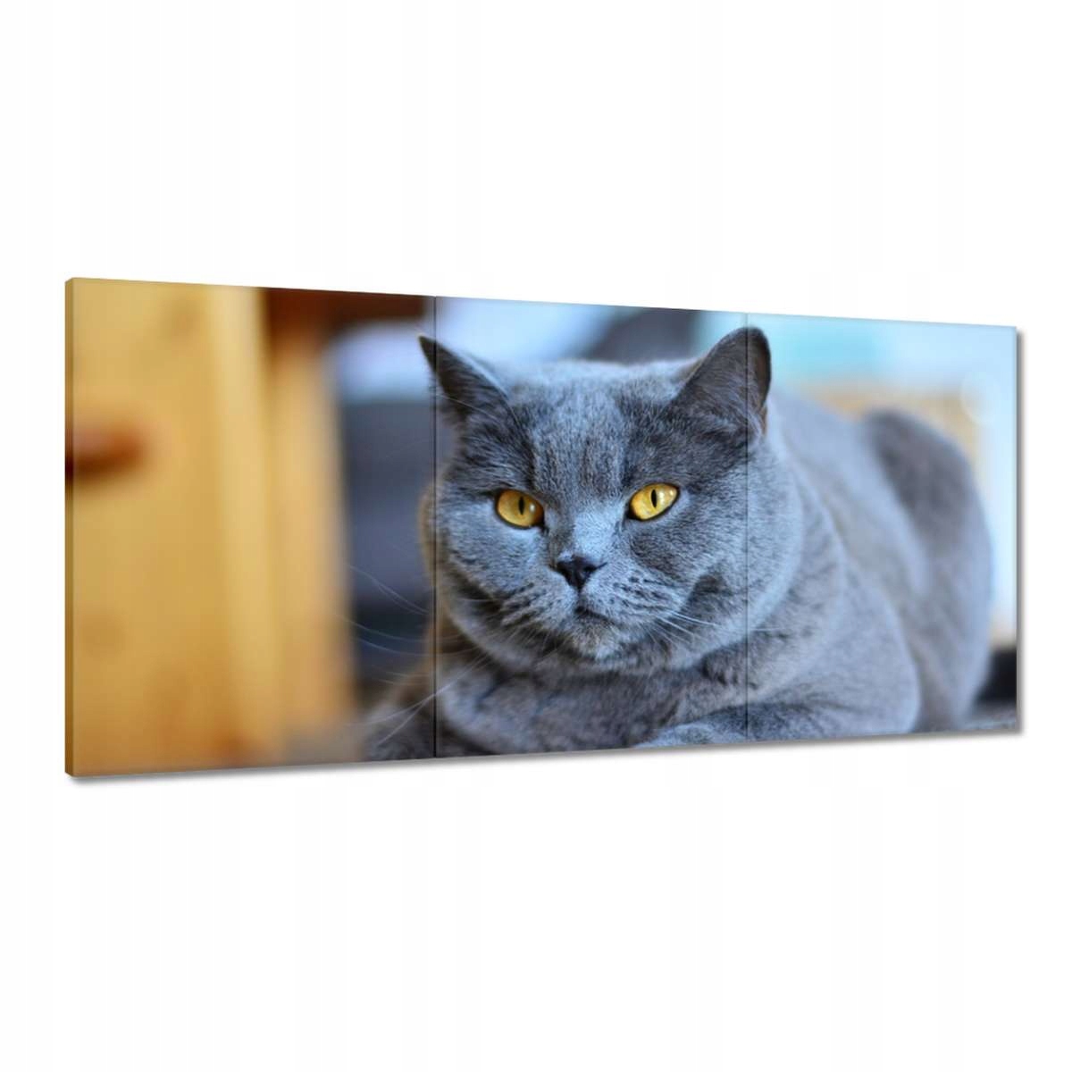 Obrazy 180x90 Mačka Mačičky Mačky Mačiatko