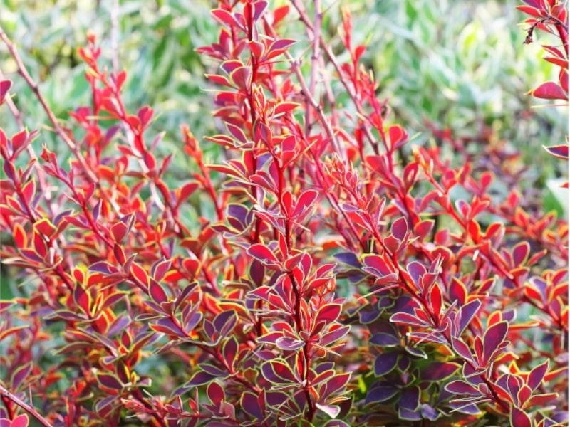 Berberys Thunberga Golden Ring `Berberis 2L