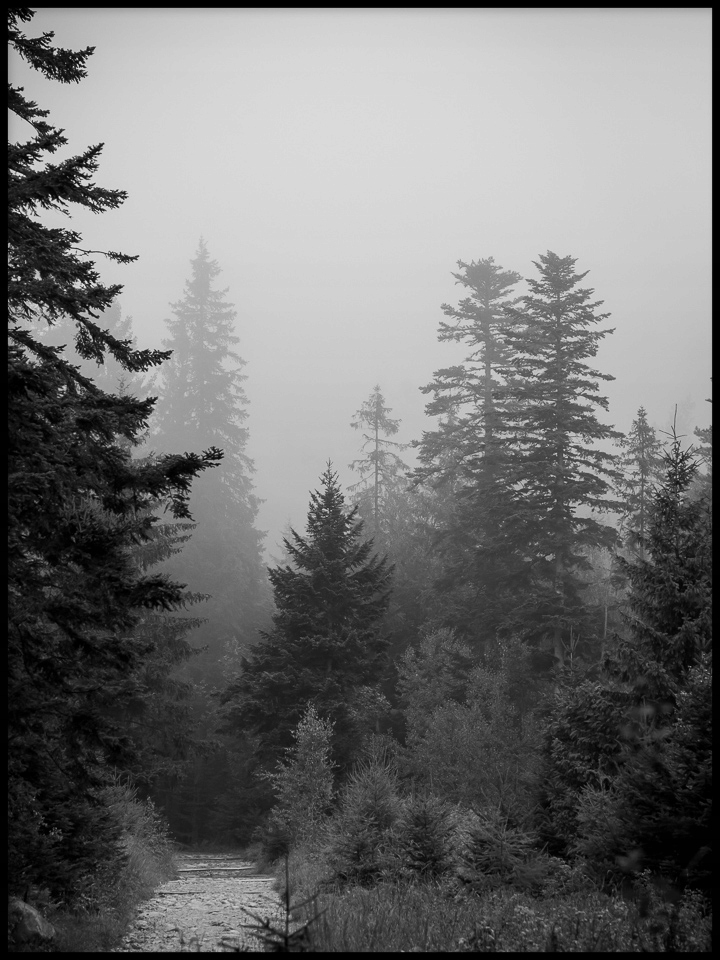 Plakát 70x100 cm stromy les mlha fotografie krajina hory černobílé