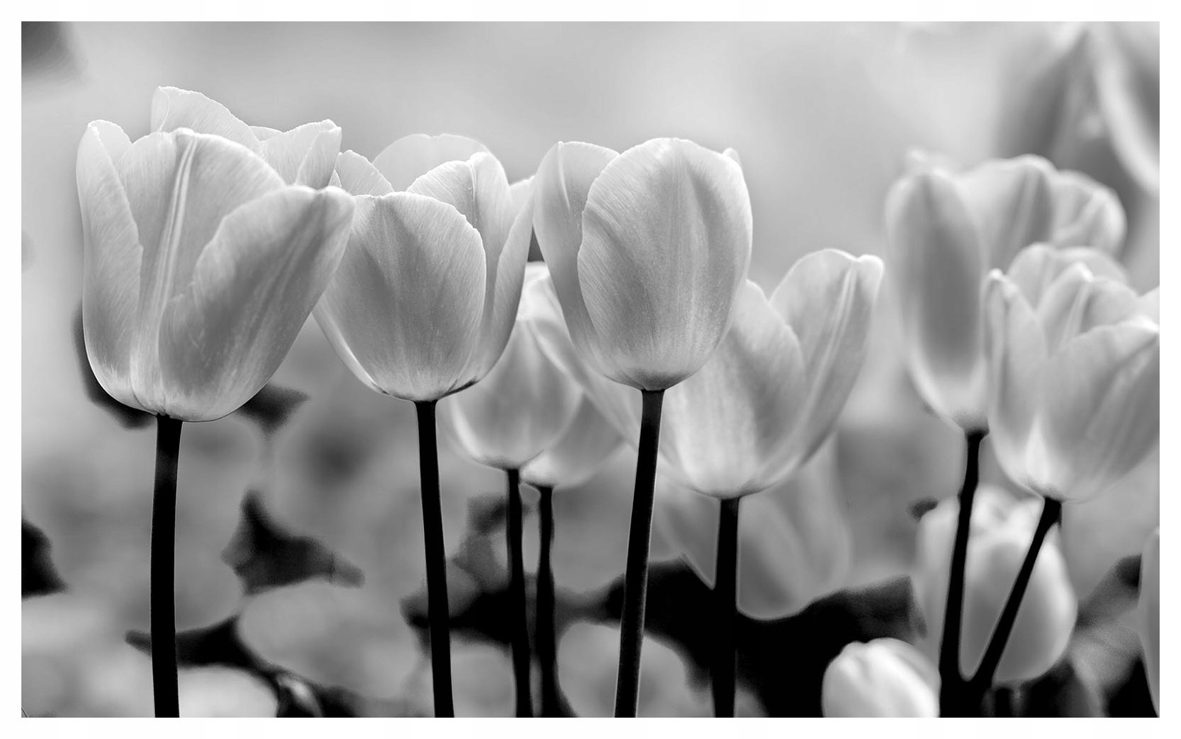Fototapeta Tulipány Čierno-biele Monochromatické vinylové 368x254 lepidlo