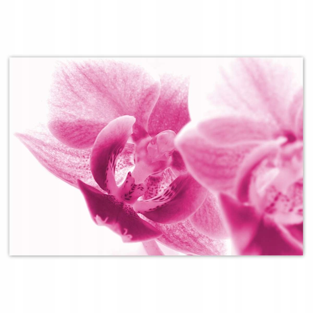 Plakáty 200x135 Orchidej Květiny