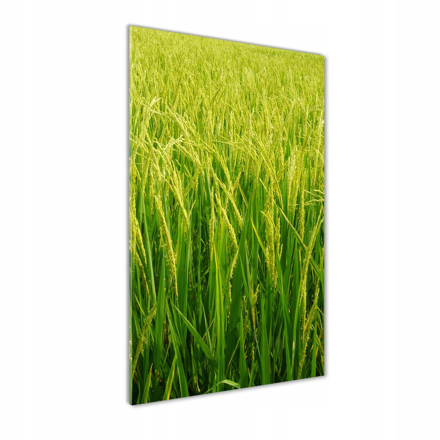 

Foto obraz akryl do salonu Plantacja ryżu 70x140cm