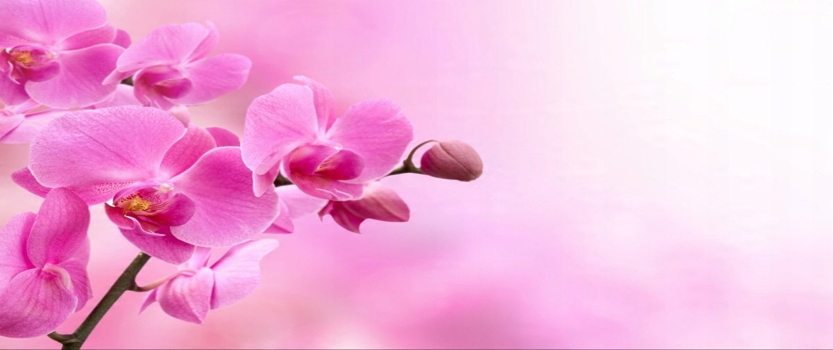 

Fototapeta Flizelinowa Różowa orchidea 250x104