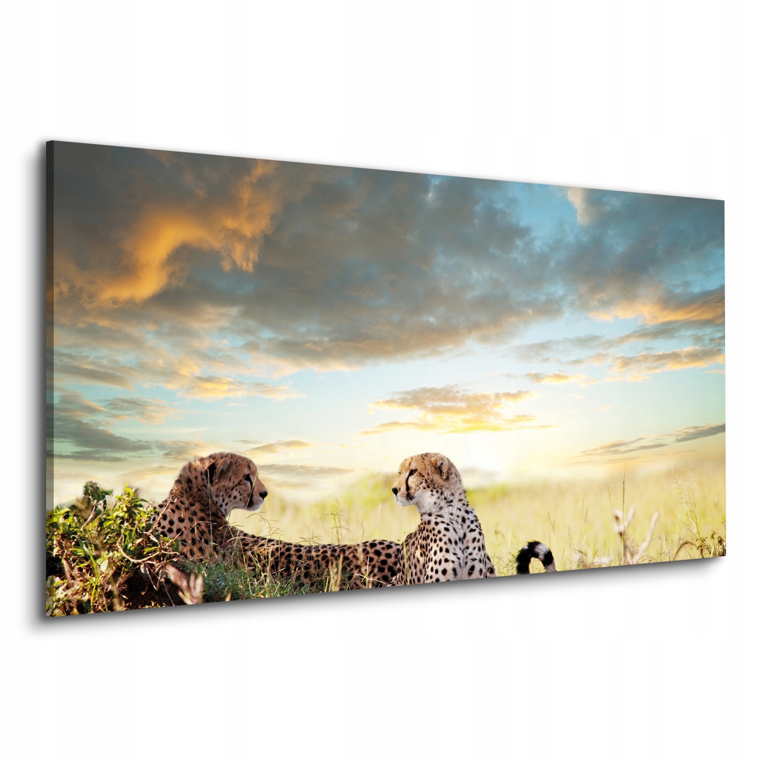 Canvas nástěnná ozdoba 120x60 Gepardy západ nebe