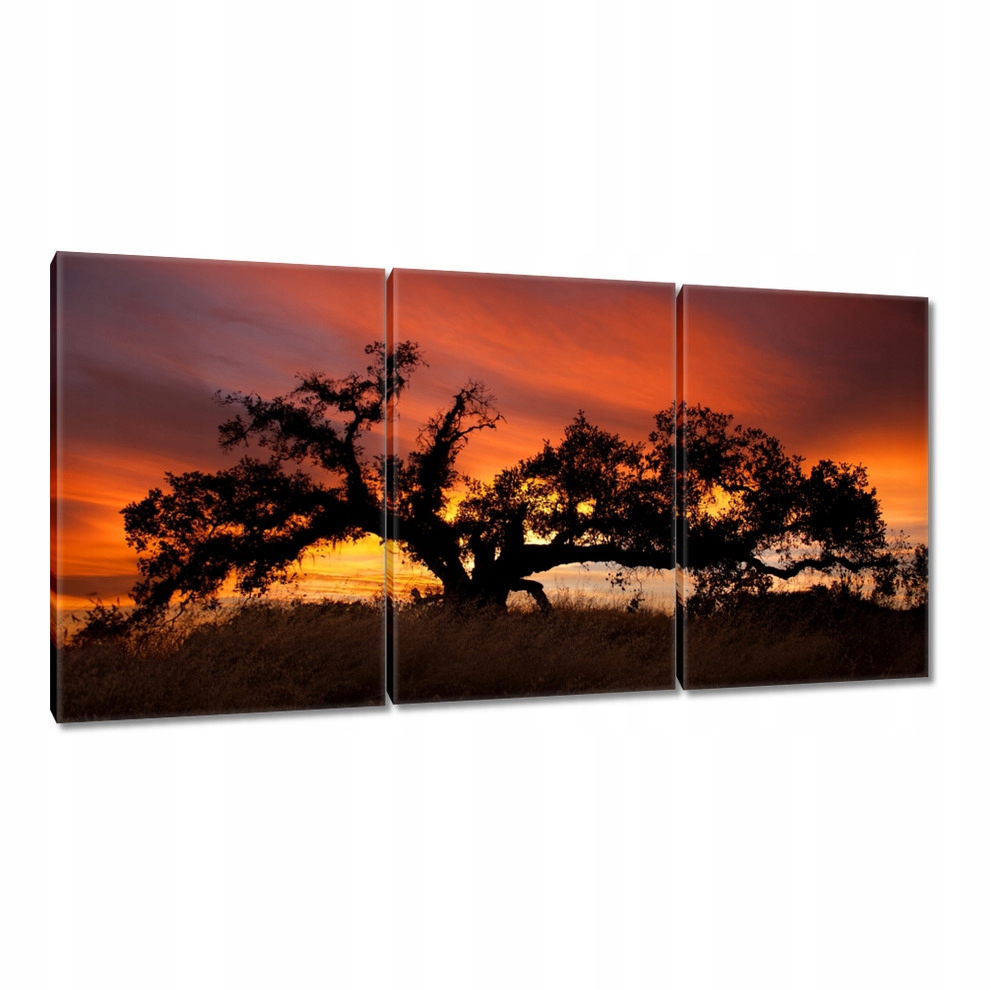

Obrazy 120x60 Akacja w Afryce
