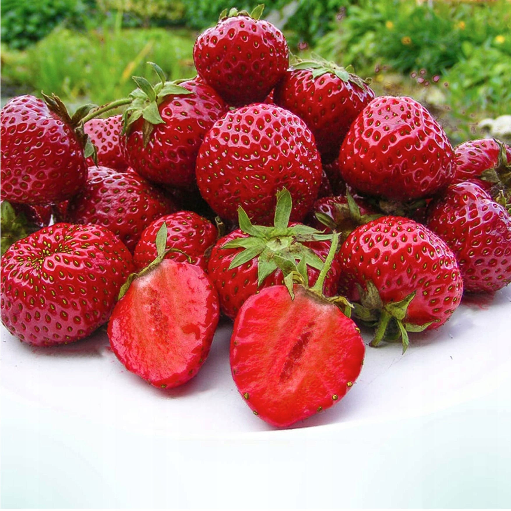 КЛУБНИКА HONEOYE ОЧЕНЬ РАННИЙ ДЕСЕРТ 10 ЧЕРЕНКОВ