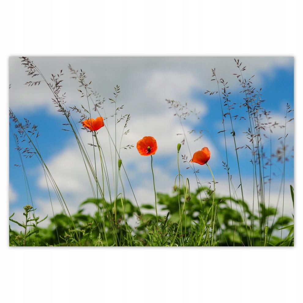 

Plakat 93x62 Czerwone maki polne