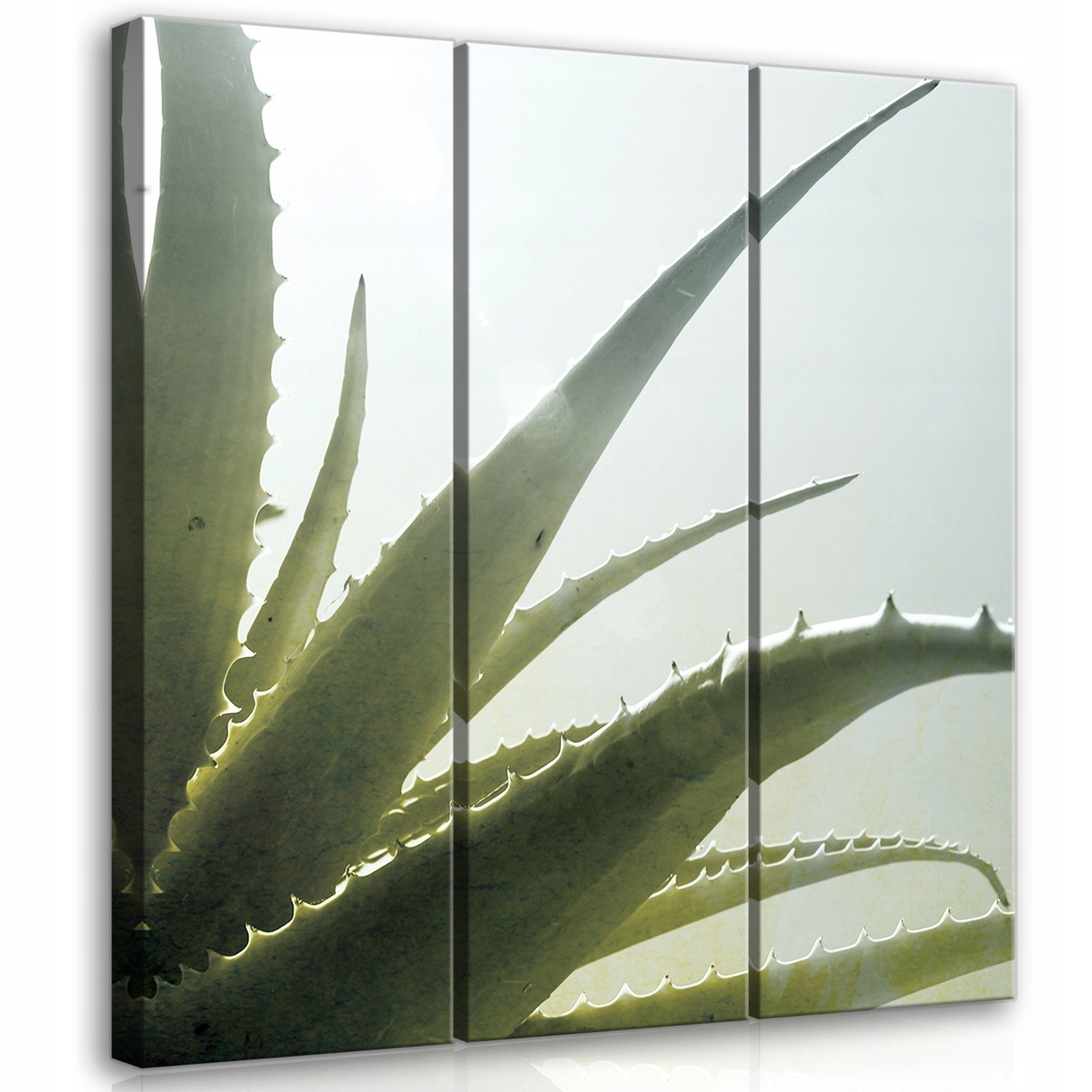 Obraz 90x100 Aloe rostlina příroda světlo zeleň svěžest klid