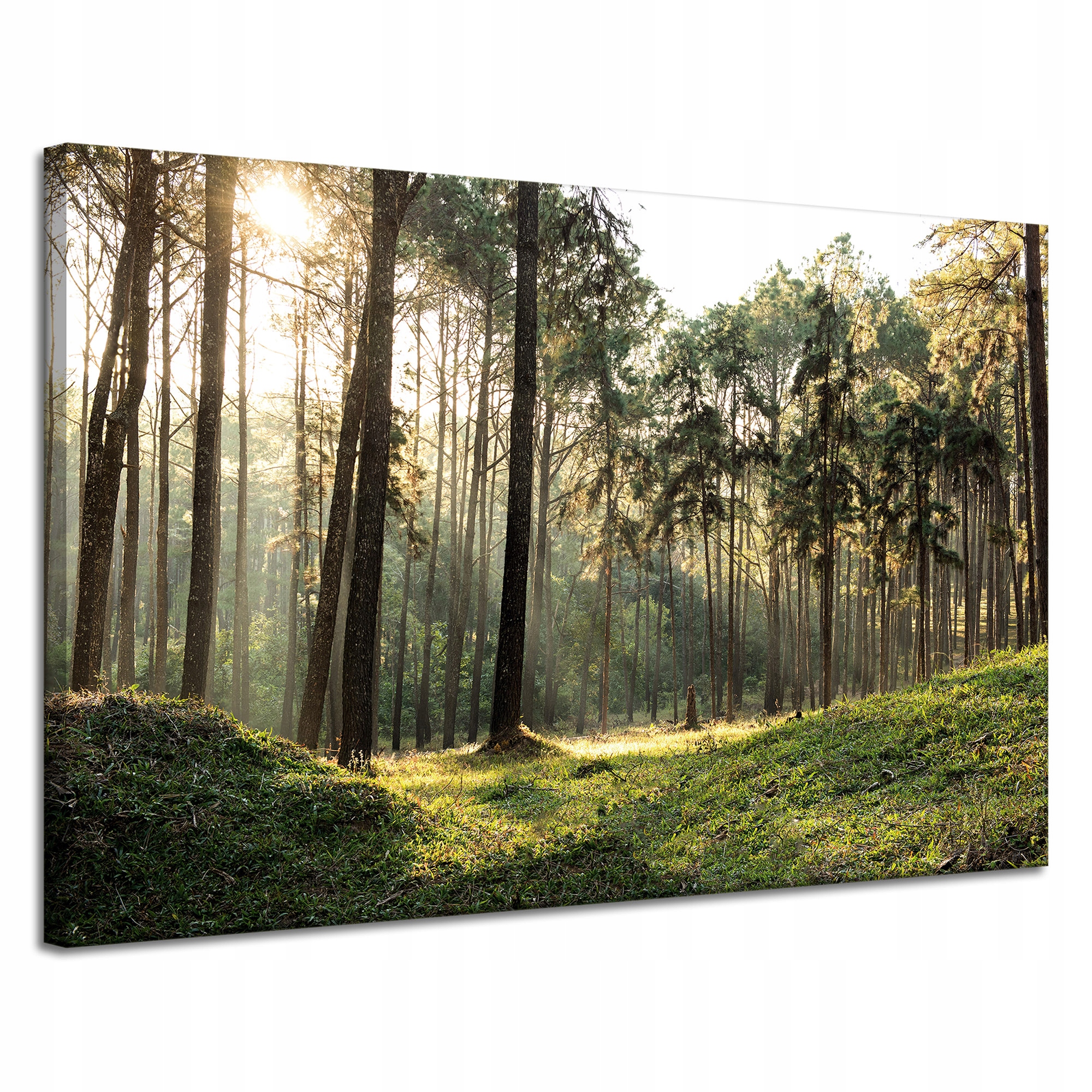Obraz na plátně Les Stromy Slunce Příroda 120x80 cm