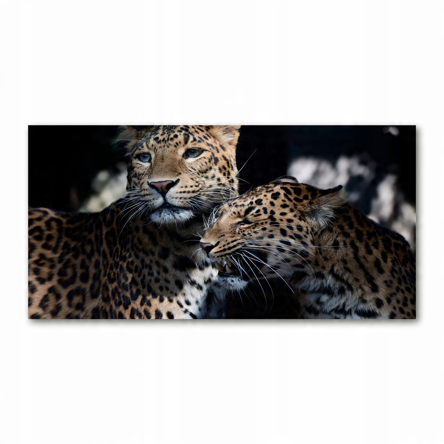 

Foto-obraz akrylowy Dwa lamparty zdjęcie 140x70 cm