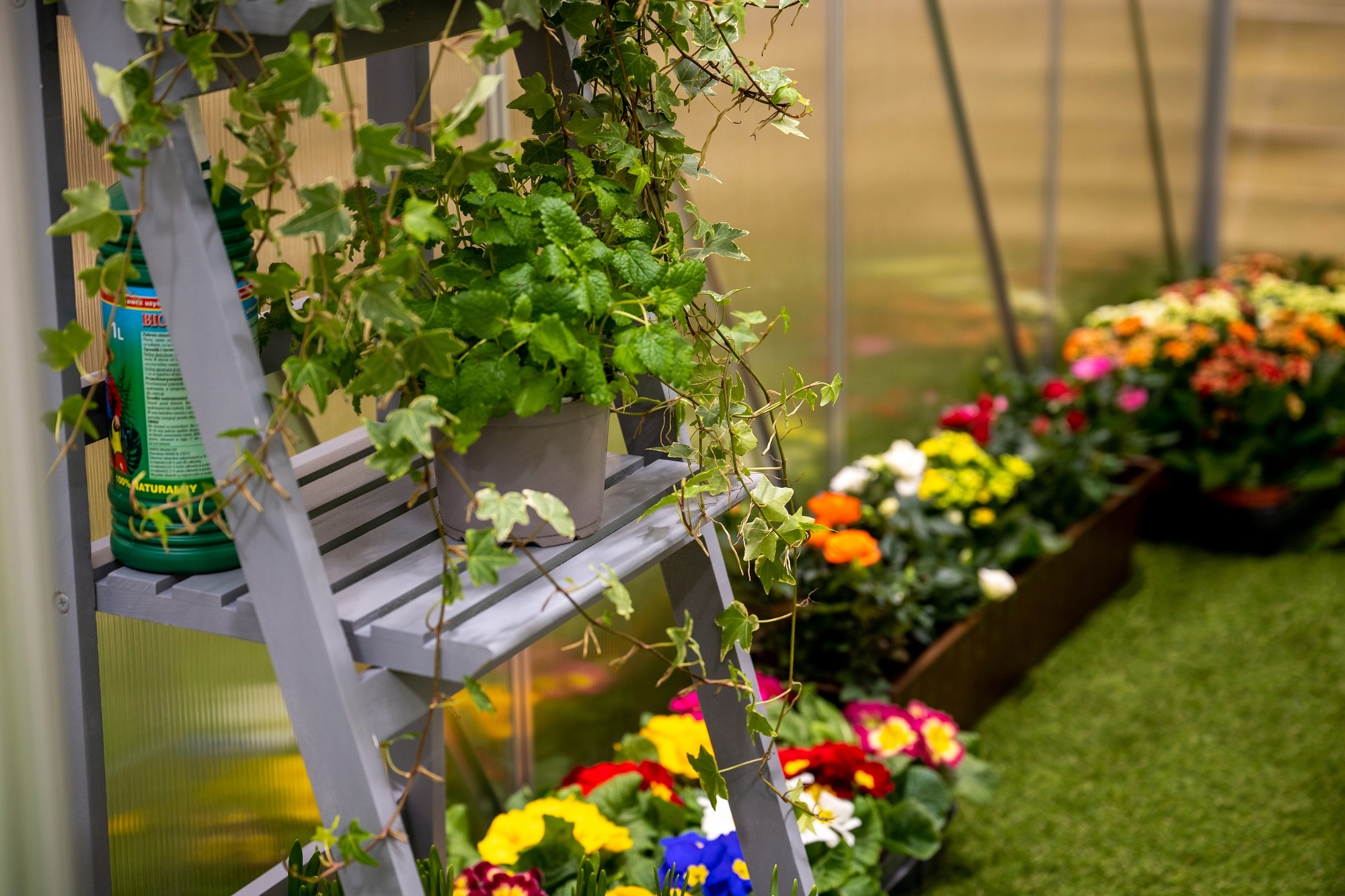 Szklarnia ogrodowa 5,9m2 poliwęglan - 3,1x1,9m Producent GRINDI IN THE GARDEN