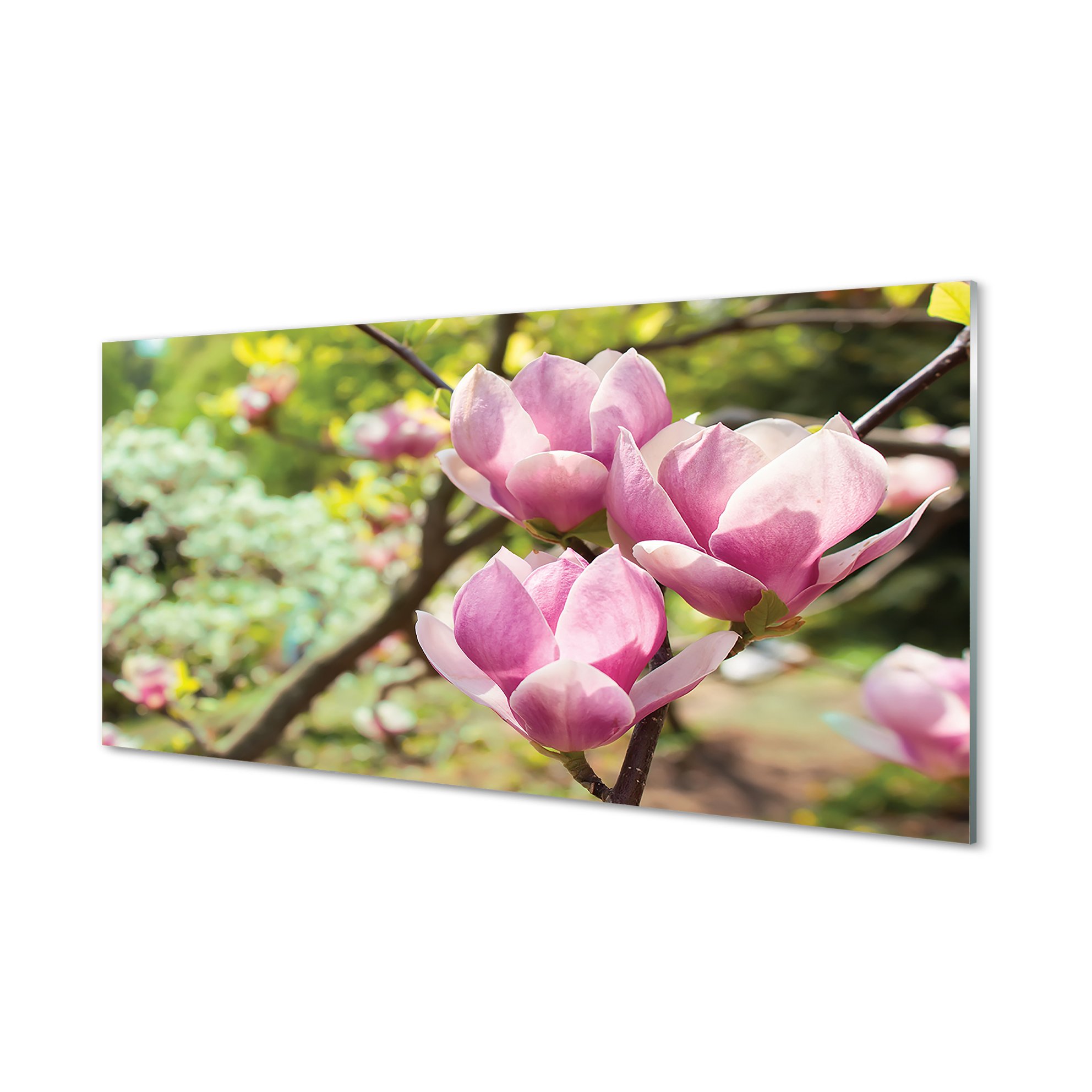 Obraz na skle Magnolie stromy 100x50 cm