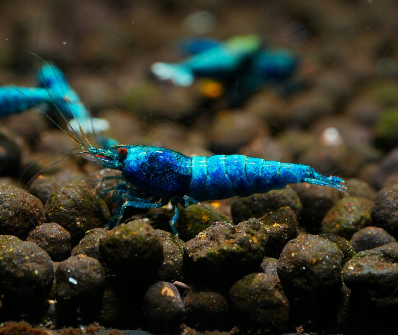 Krewetki Deep Blue Bolt