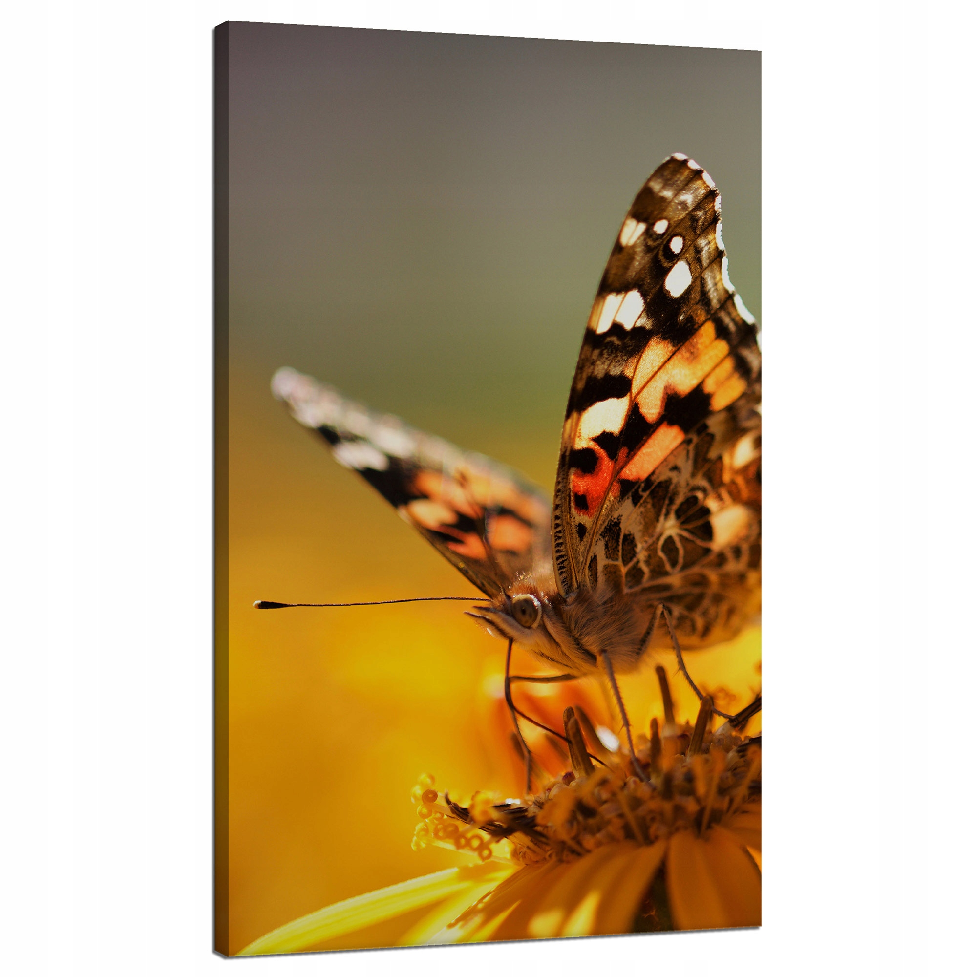 Obraz na plátně Zvířata Motýl na květině 70x120