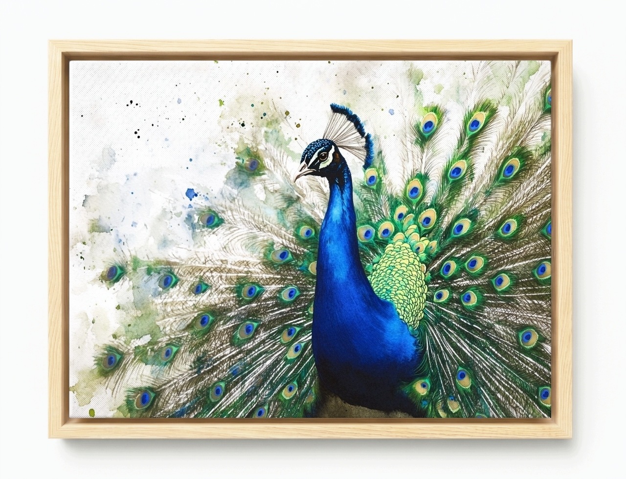 Obraz Rám Americký Box Akvarel Příroda Portrét Pták Páv Elegance 80x60