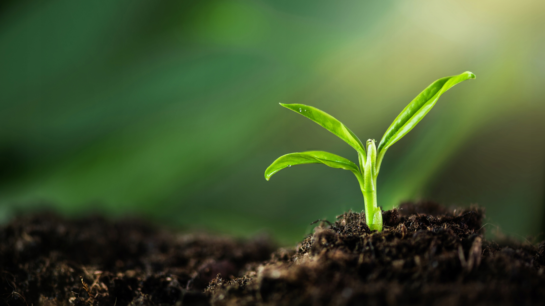 ZIEMIA DO SIEWU WYSIEWU PIKOWANIA ROZSADY PROFESJONALNA 20 L TARGET Marka Target