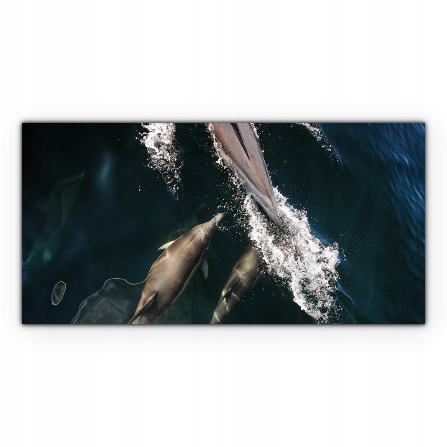 

Nowoczesny Canvas 120x60 Delfiny Ocean Zwierzęta