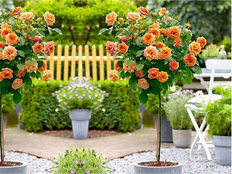 Róża Rose Pienna 'Pomarańczowa'
