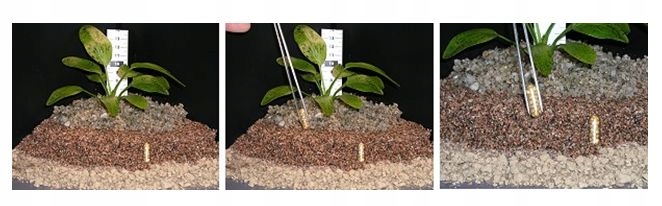 Kapsułki Tropica Nutrition Capsules [10 sztuk] Marka Tropica