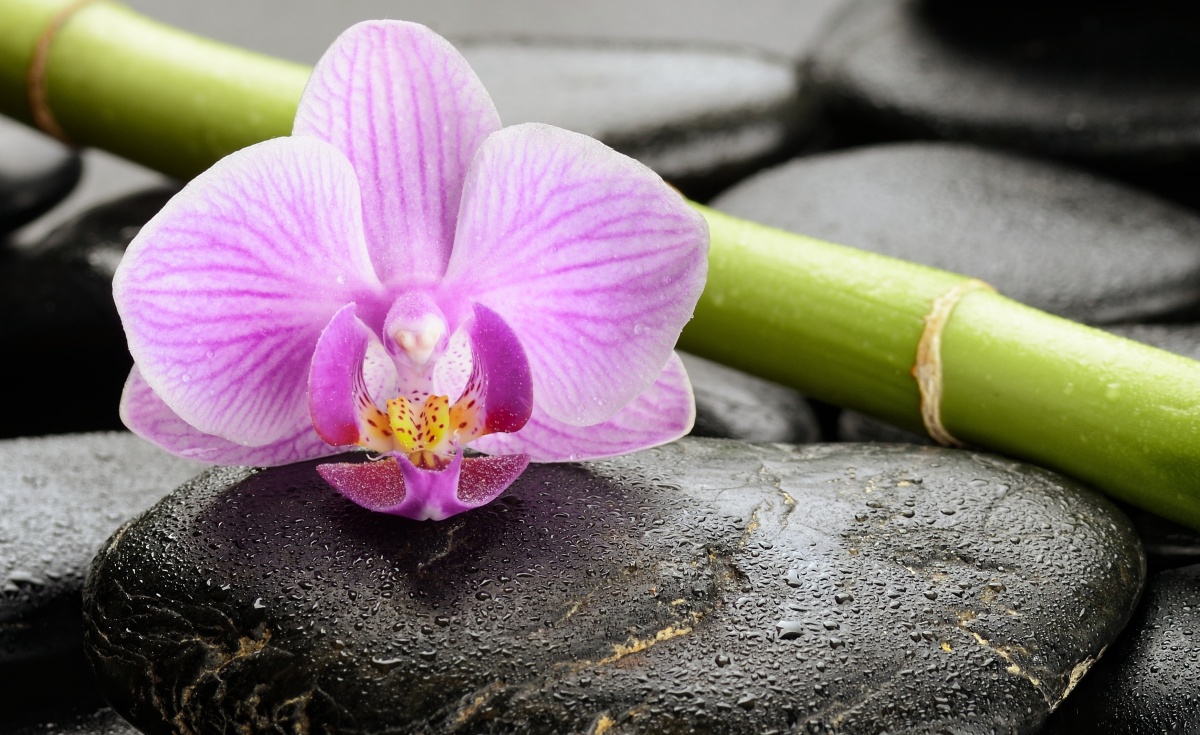 

Tapeta flizelinowa Orchidea Kamienie 416x254