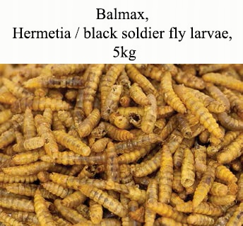 Balmax, larvy Hermetii, Black soldier fly larvae, Hermetia, pro ryby, 5 kg