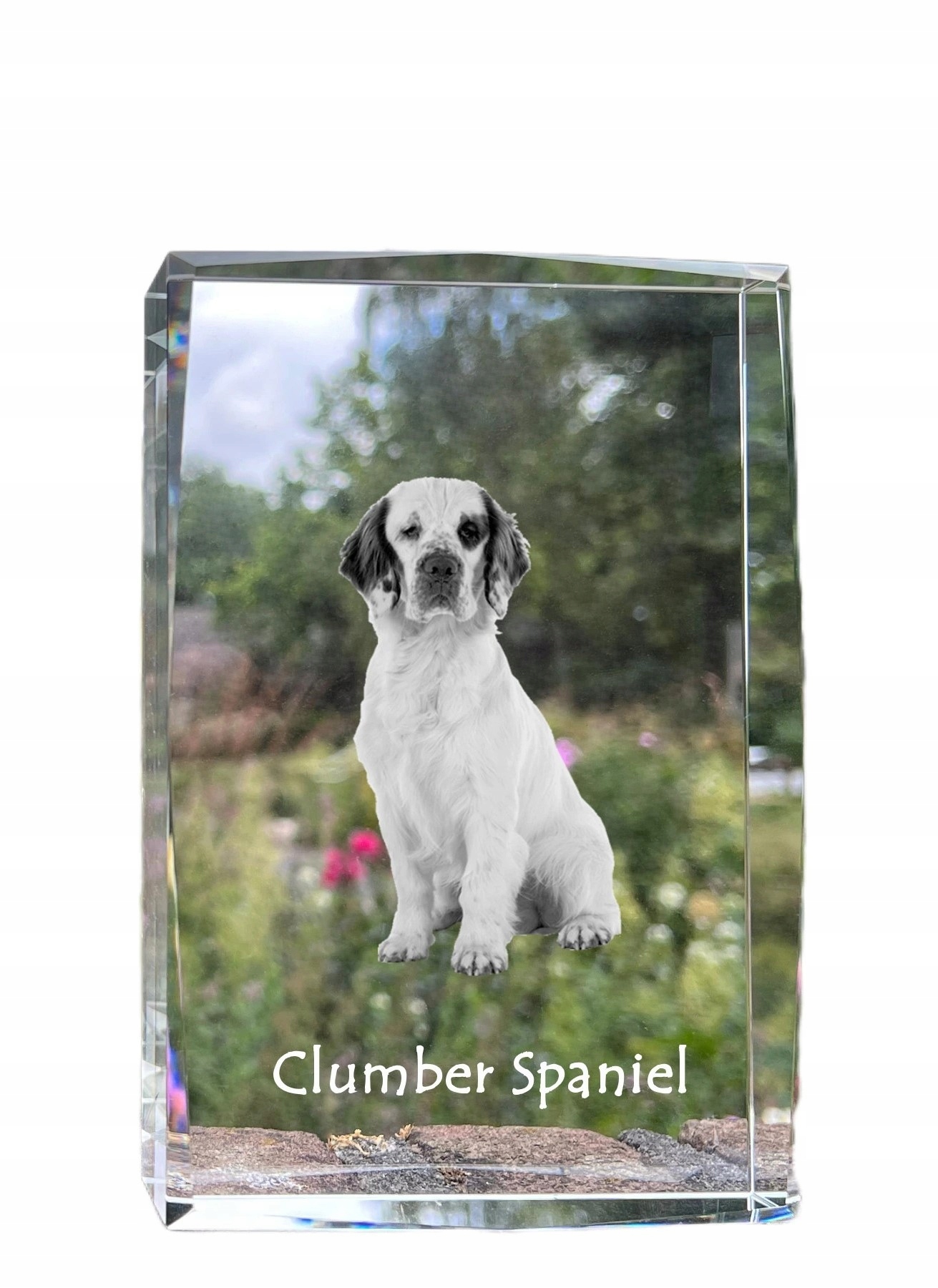 Clumber Spaniel fotografia psa v kryštáli, suvenír, trofej, poďakovanie