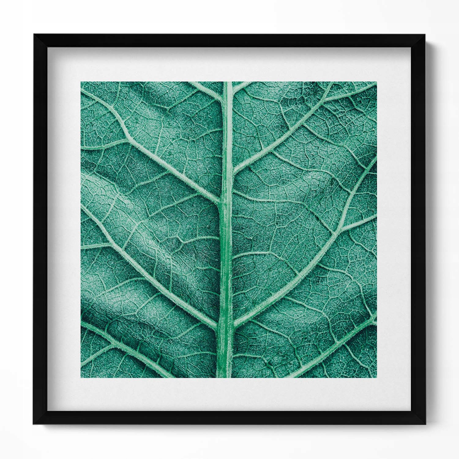 Obraz s černým rámem a grafikou na zeď Zblízka na žilky listu 50x50 cm