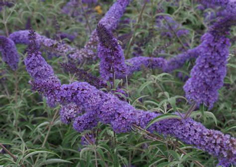 Buddleja NANHO BLUE