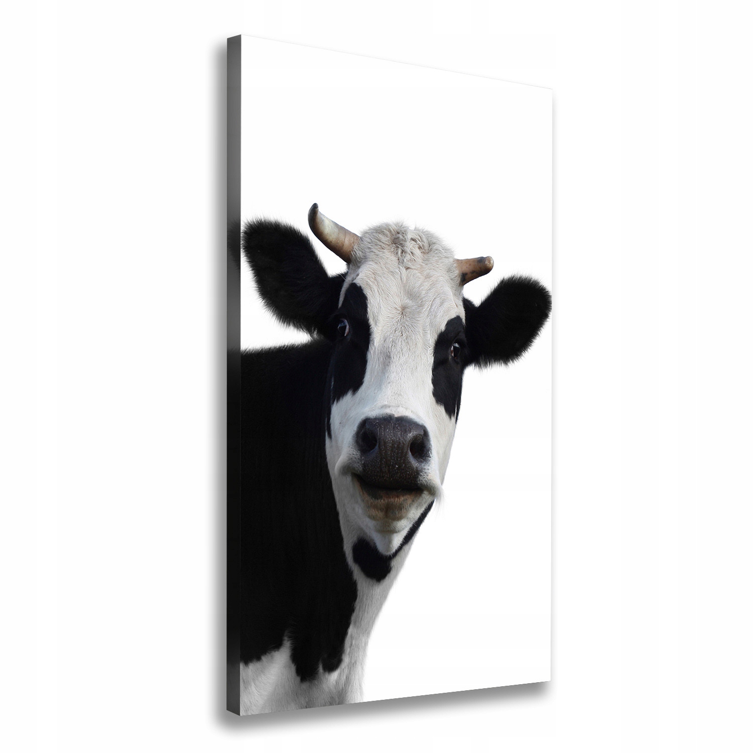

Foto obraz canvas na ścianę Łaciata krowa 50x100cm