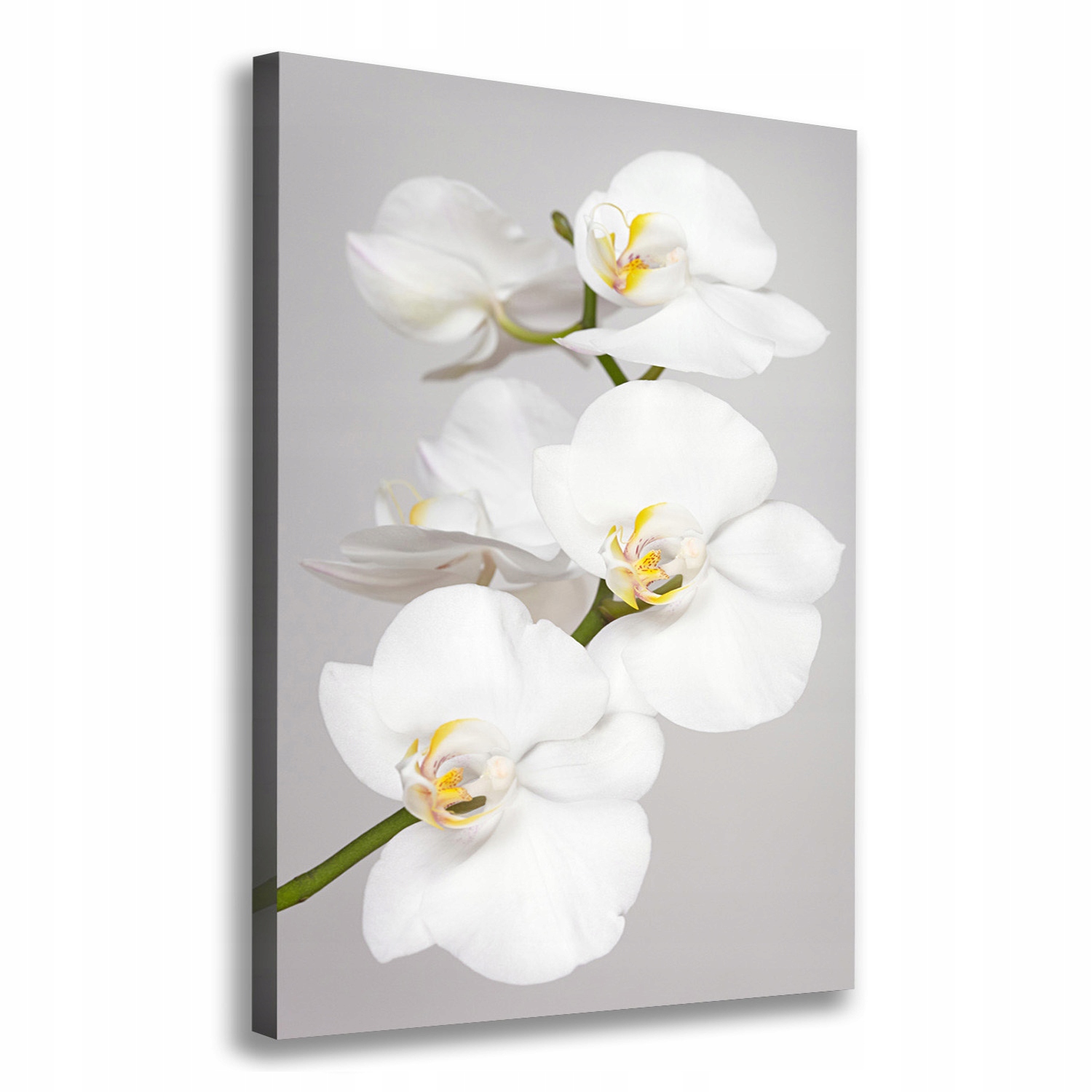 

Foto obraz na płótnie Biała orchidea 70x100 cm