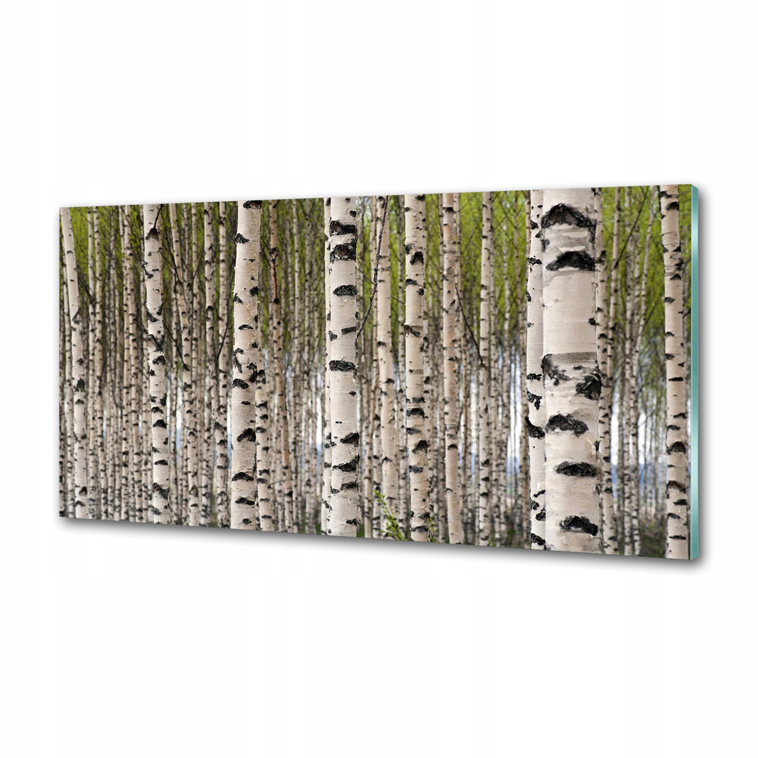 Dekoračný panel zo skla Brezový les 120 x 60 cm Lepidlo