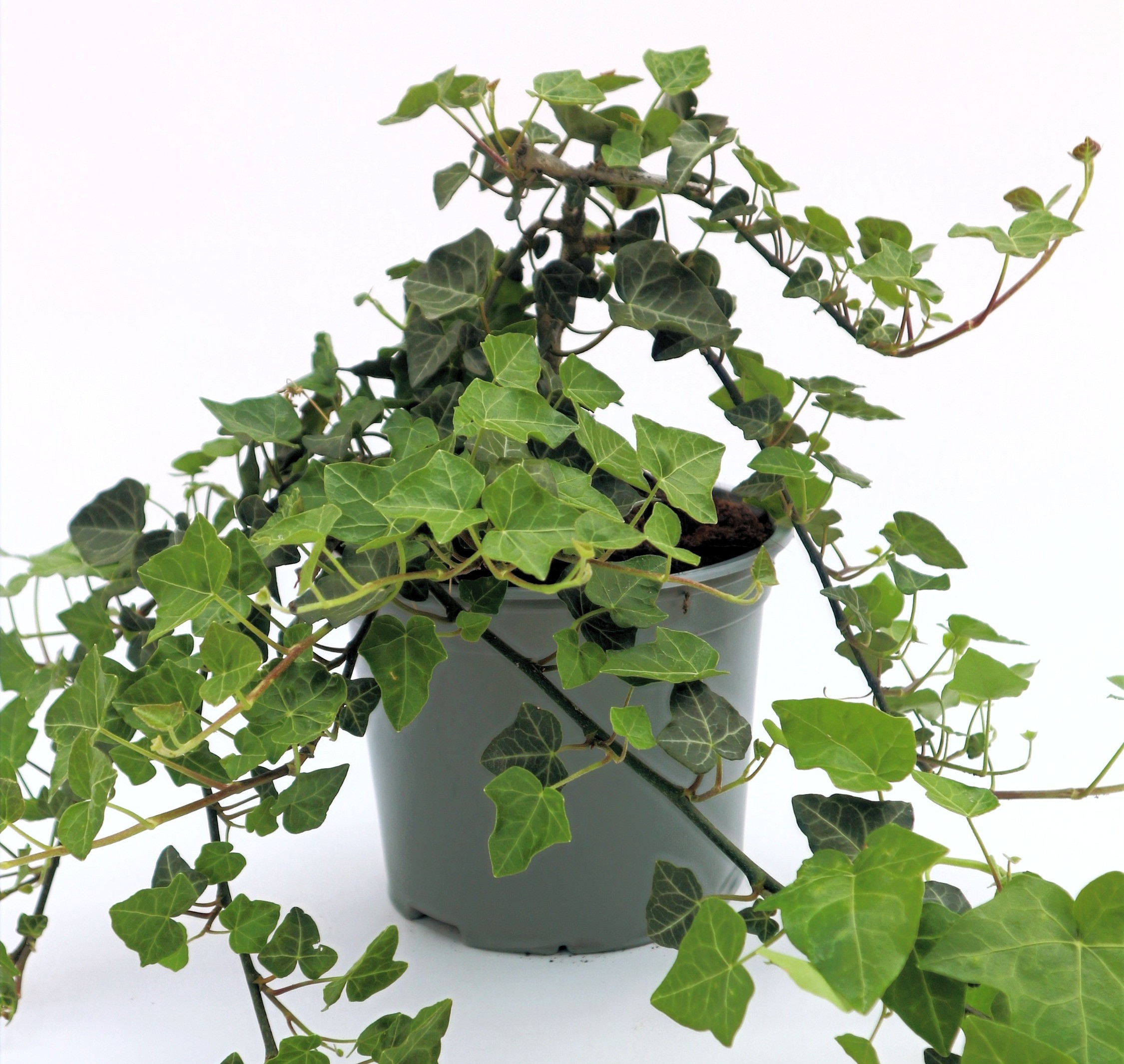 Bluszcz pospolity | Arborescens | Hedera helix C 1.3