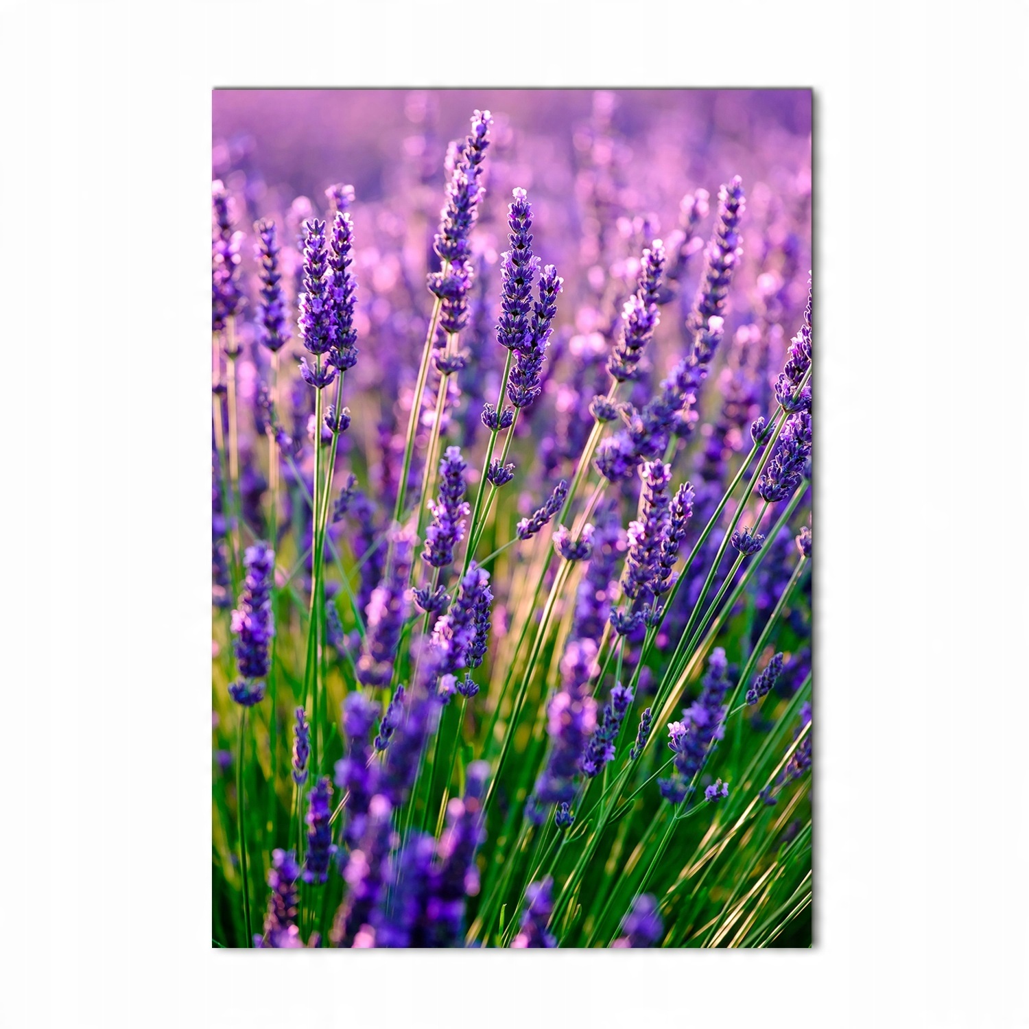 

Foto obraz szkło hartowane Pole lawendy 70x100 cm