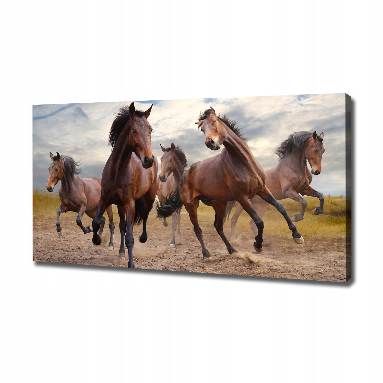 Fotoobraz na zeď canvas Pět koní 120x60 cm