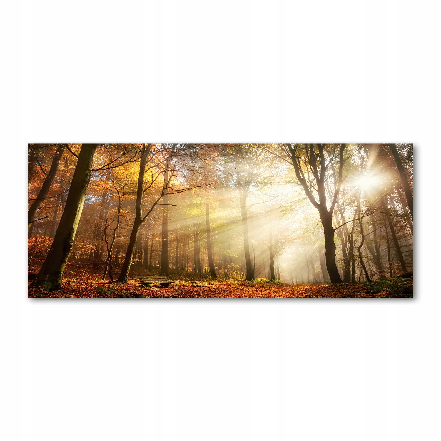 

Foto obraz akryl zdjęcie Mgła w lesie 125x50 cm