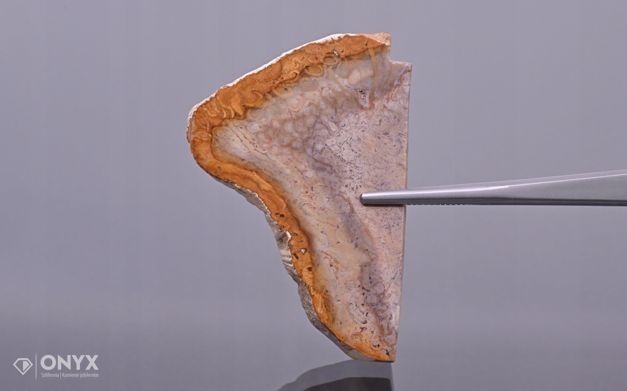 Zkamenělá dlaň nepravidelná 53x36,5 mm