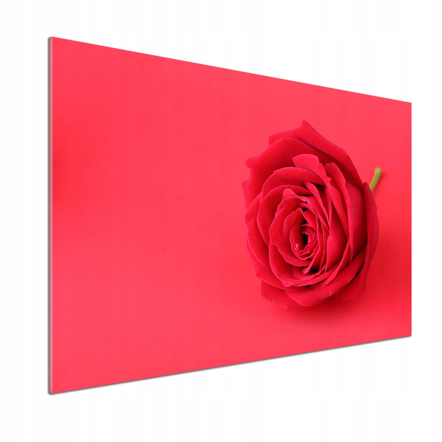Panel do kuchyně Červená růže 100 x 70 cm Lepidlo