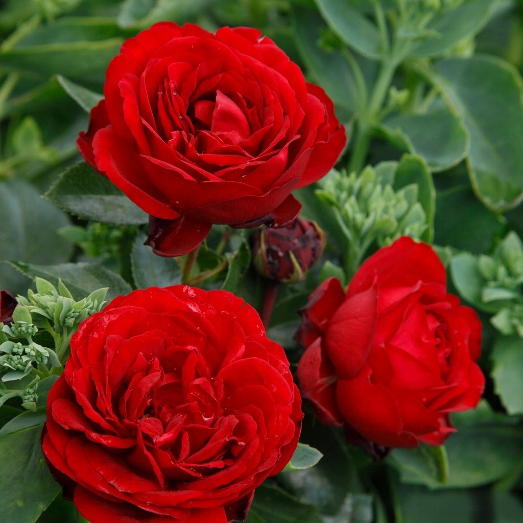 Роза дисконтная TILL EULENSPIEGEL KORDES