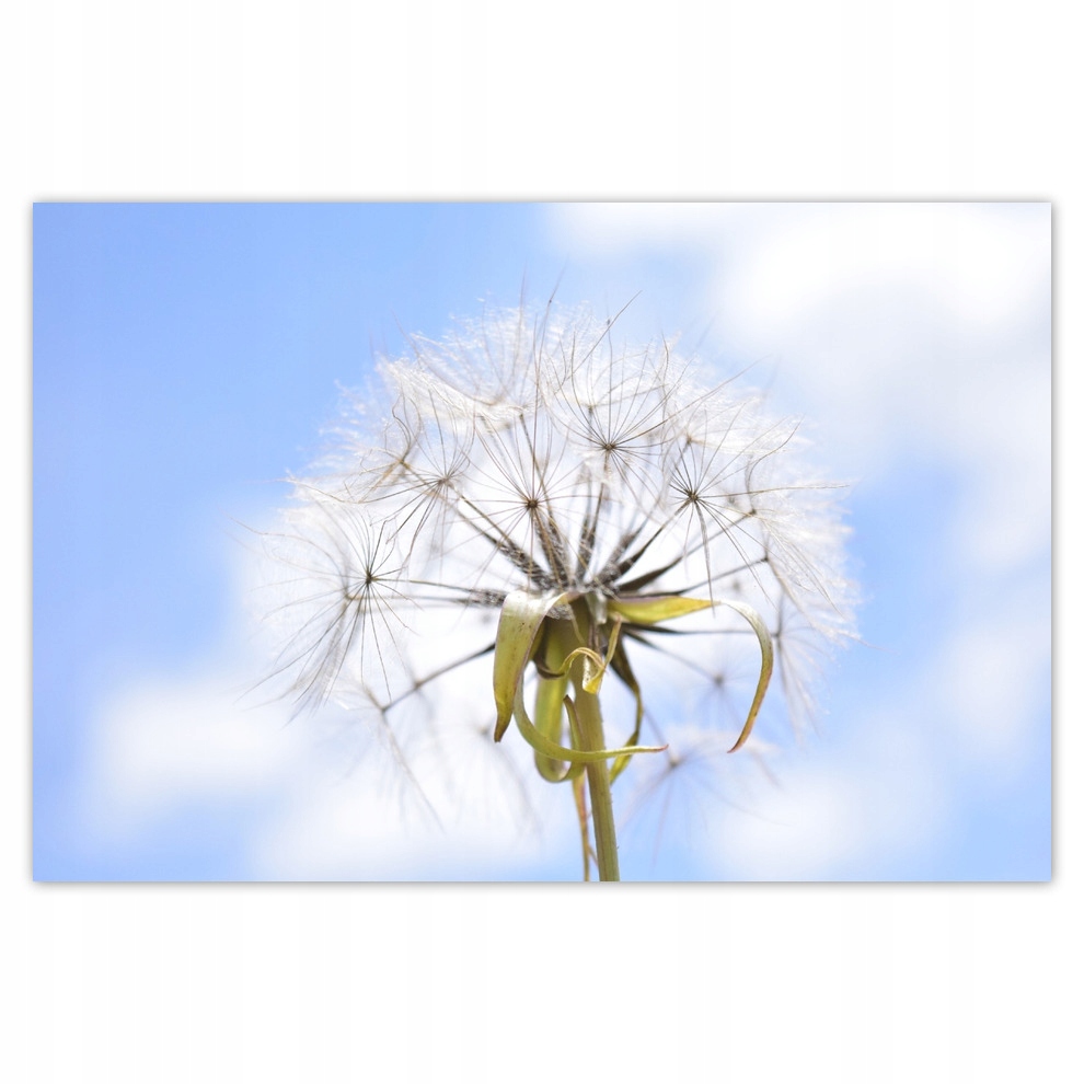 

Plakaty 93x62 Dmuchawiec Kwiat Kwiatki