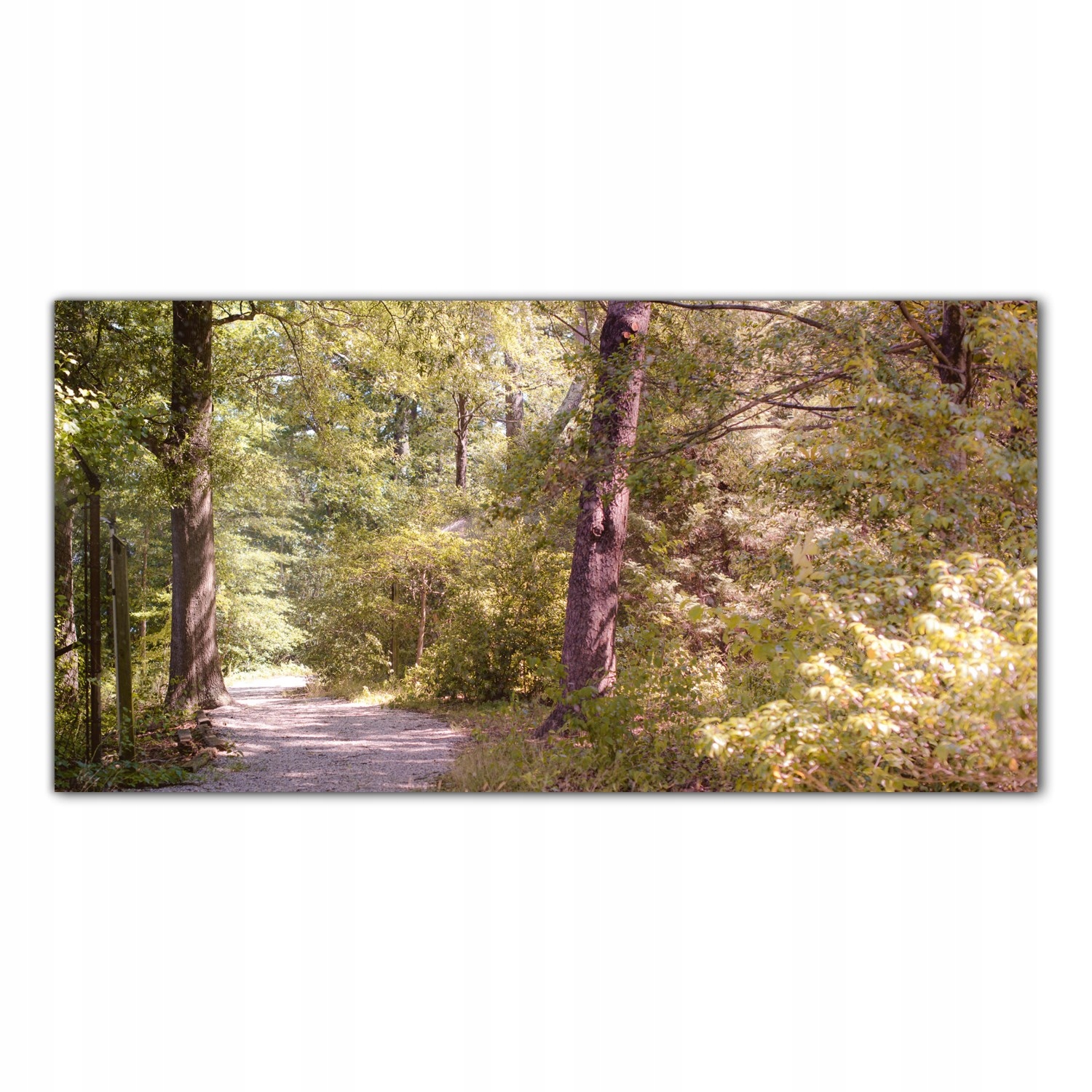 

Obraz Szklany Foto-obraz Las Drzewa Jesień 100x50