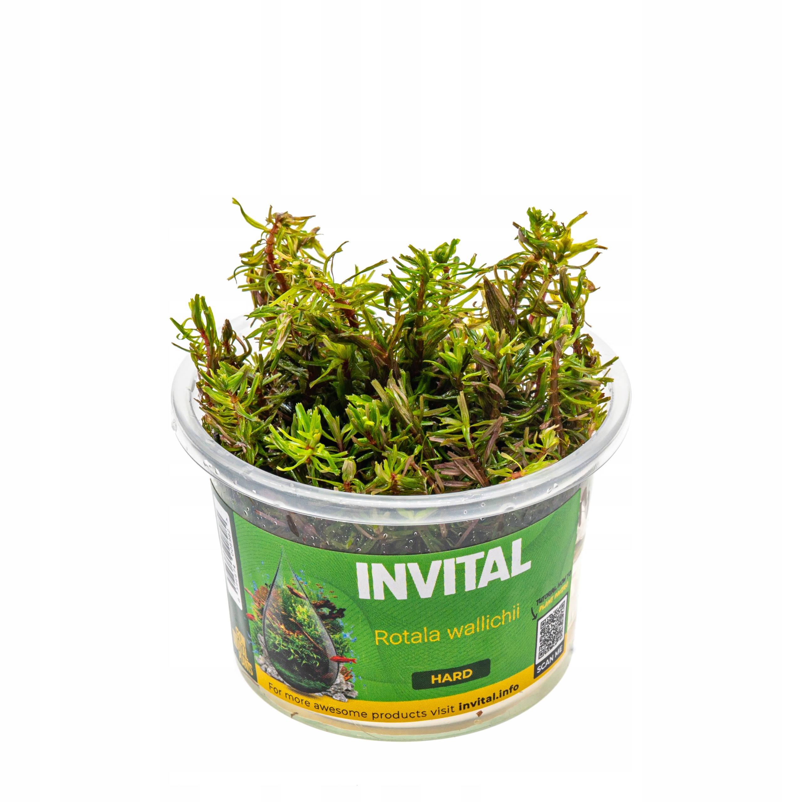 INVITAL Rotala wallichii in vitro Ø 7 cm