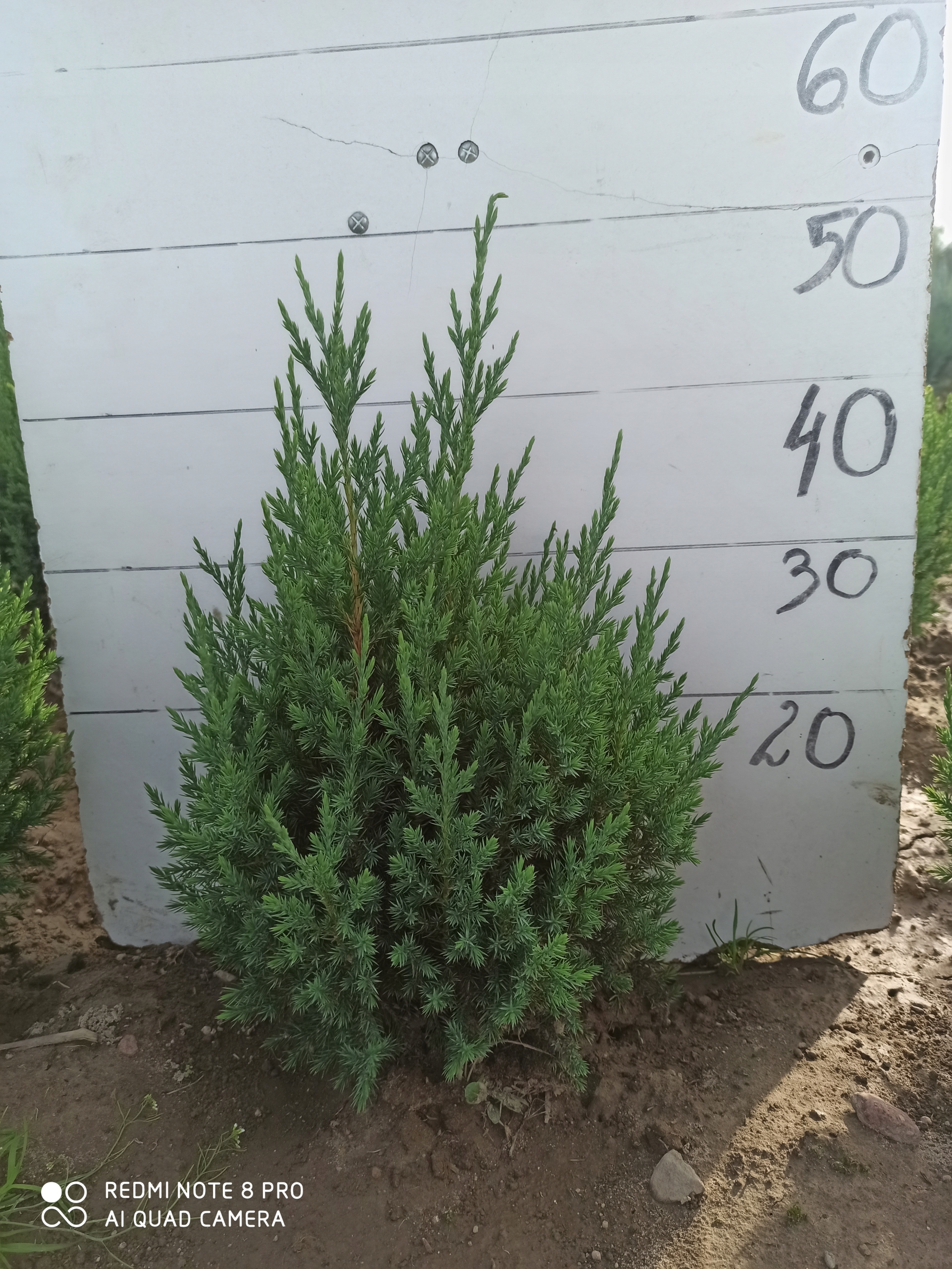 Можжевельник Stricta, Strikta